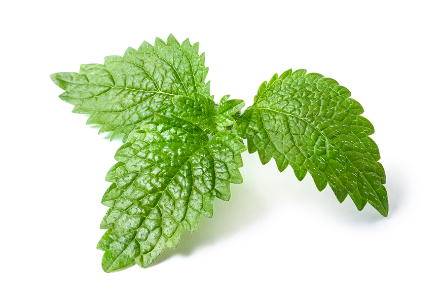 mint leaf