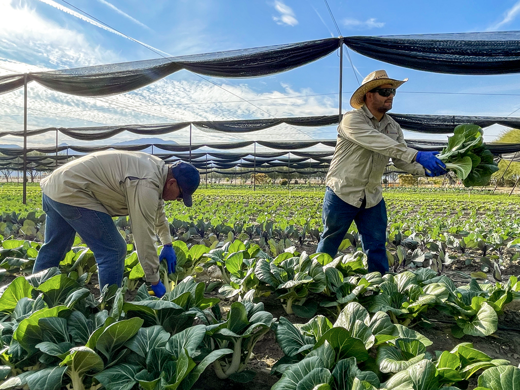 farmers farming